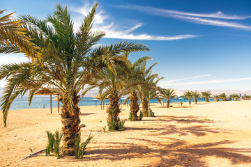 Fototapeta na wymiar picturesque perfect paradise sand beach palm trees along waterfront Red sea coast line, summer vacation and world travel concept picture for tourist agency 