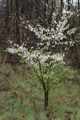 Plum tree with white flowers in nature at morning dusk.