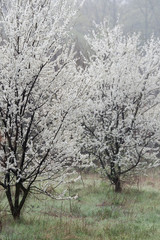 Plum tree with white flowers in nature at morning dusk.