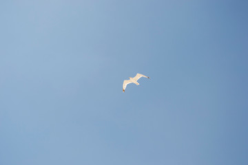 gull in the sky