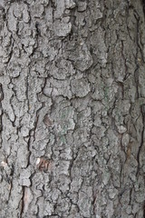 Tree bark texture background