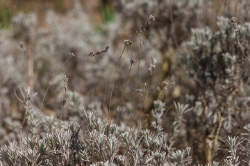 Lavender. Nature background of silver foliage. The small depth of field