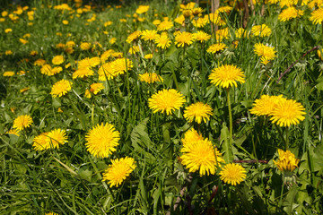 Fototapeta premium Yellow flower of dandelion in green grass. Spring photo. Background. Close-up