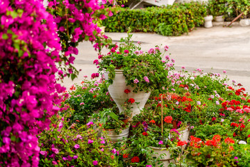 Cretan blossoming bougainvillaea tree and different flowers. Crete island, Greece