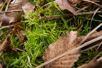 Neat Feathermoss in Winter