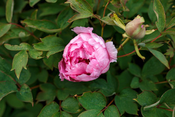 pink Itoh Hybrid Peony (Paeonia Itoh hybrid) in garden