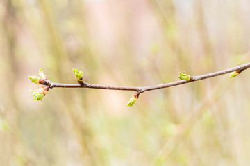 with young sprouts branch