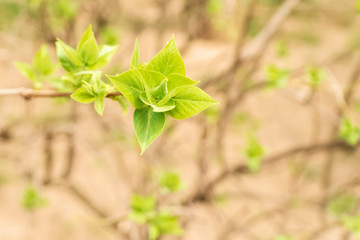 soft green leaves just grown