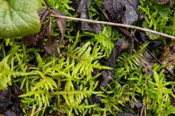Neat Feathermoss in Winter