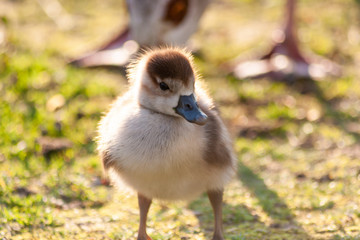 Nilgansküken mit ihrer Nilgansmutter im Morgenlicht beim Frühstück im Park