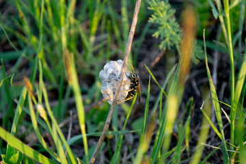nest wasp