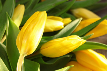 Żółte tulipany - zbliżenie pąków © Monika