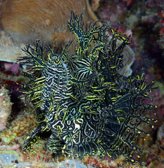 Obraz premium Incredible Underwater World - Lacy scorpionfish - Rhinopias aphanes. Papua New Guinea, Milne Bay.