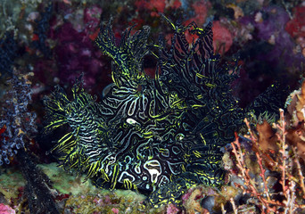 Incredible Underwater World - Lacy scorpionfish - Rhinopias aphanes. Papua New Guinea, Milne Bay.