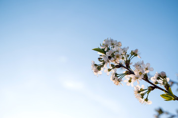 Branches of blossoming apricot on blue sky background. Easter and spring greeting cards concept. Copy space. Spring blooming tree branch.