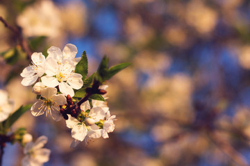 Spring tree blossoming. Cherry tree branch in spring blossom close-up. Flowers blooming at sunset. Copy space. Spring card. Tender sunset light.