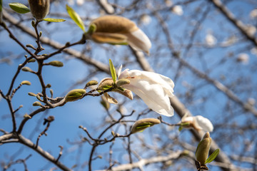 こぶしの花