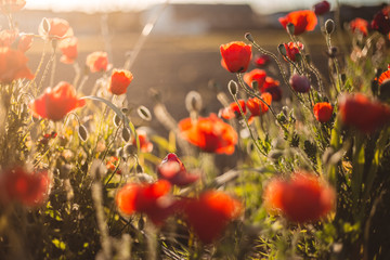poppies at sunset a summer day