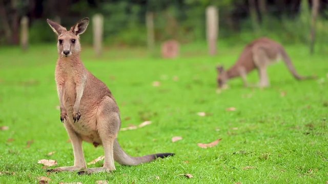 Red Australian adult Kangaroo eating grass. Kangaroo grazing on green landscape, with another kangaroo in the background