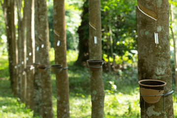 Latex extracted from rubber tree (Hevea Brasiliensis) as a source of natural rubber, Natural rubber...