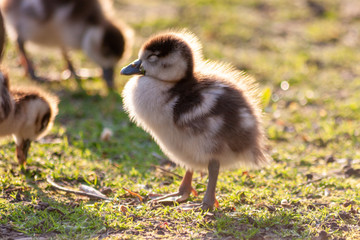 Müdes Nilgansküken im Gegenlicht begrüßt verschlafen den Tag