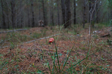 Fly agaric mushroom in forest nature background