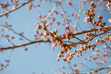 つぼみの桜