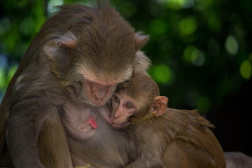 The Rhesus macaque Mother Monkey feeding her Baby on the tree