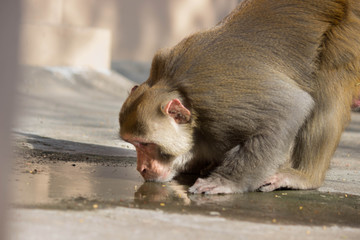 Portrait of The Rhesus Macaque Monkey Drinking Water from the Ground