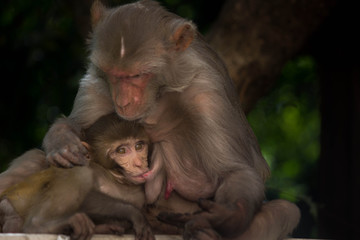 The Rhesus macaque Mother Monkey feeding her Baby on the tree