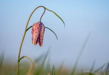 iced, wild  fritellaria