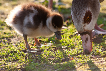 Nilgansmutter mit ihrem Nilgansküken beim gemeinsamen Frühstück im Park