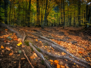 Roots of trees
