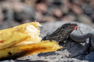 Wall lizard (gallotia galloti palmae) eating a discarded banana with volcanic landscape rock in the background. La Palma Island, Canaries, Spain