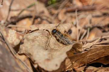 Pine Processionary Caterpillar in Springtime