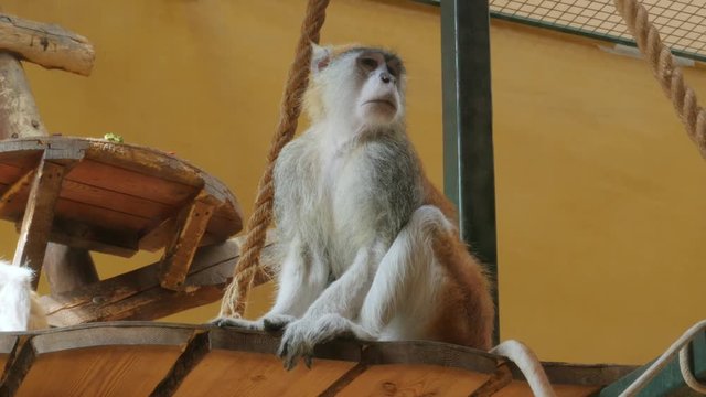 patas monkey, Erythrocebus patas, wadi monkey, hussar monkey  in zoo