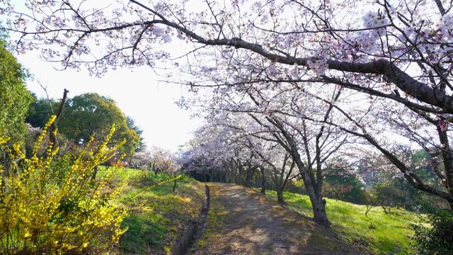 桜　公渕森林公園(香川県高松市)