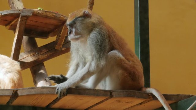 patas monkey, Erythrocebus patas, wadi monkey, hussar monkey  in zoo