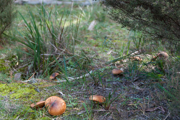 Edible mushrooms in the forest. Mushroom picking outdoor activity