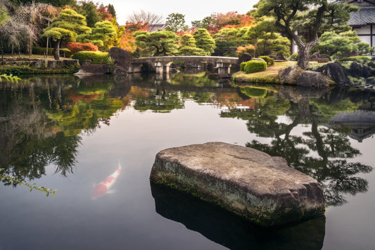 Spectacular autumn foliage reflected in the water and the classical bridge over the pond at Koko-en Gardens in Himeji, Japan with a large rock and one Koi Fish in the foreground.