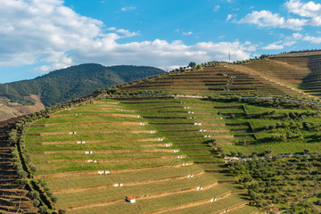 View of the beautifull Torto river valley with vineyards and terraced slopes in the Douro Region,...
