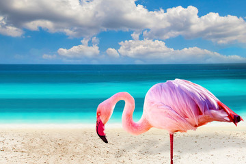 Close up photo of flamingo standing on the beach. There is clear sea and blue sky in the background. It is situated in Mexico, Caribbean. It is tropical natural background. © Jana