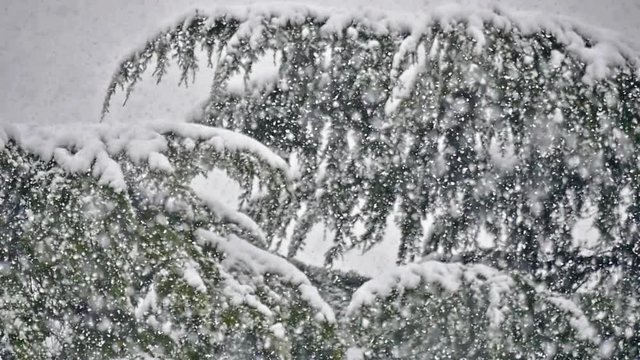 snow falls on trees