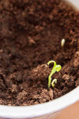 Young seedlings sprouted in a glass in early spring