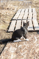 Young black and white cat walks on the street in early spring outside the city