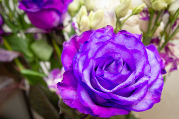 Fototapeta na wymiar Beautiful lush purple rose flower in full bloom