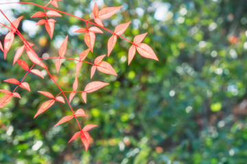 Sun shining through the canopy lighting up some red leaves in autumn at Koko-en Garden in Himeji, Japan.