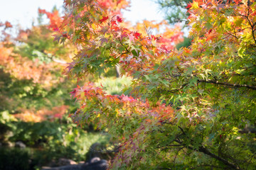 Colorful Maple tree branches in autumn on a blurred background at Koko-en Garden in Himeji, Japan,