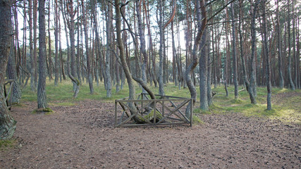 Curved pine trees in more often. Dancing forest.