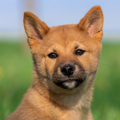 Puppy Shiba Inu Playing